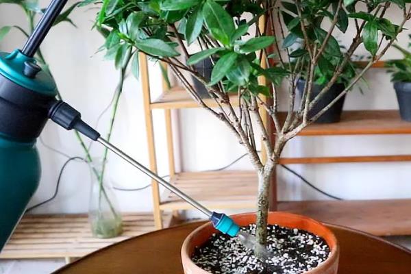 枙子花的开放时间，花期一般为5-6月份
