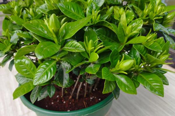 枙子花的开放时间，花期一般为5-6月份