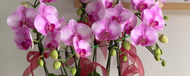 哪些花卉播种后可以快速开放，常见蝴蝶兰、美女樱、太阳花等品种