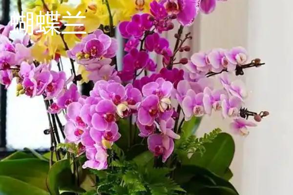 哪些花卉播种后可以快速开放，常见蝴蝶兰、美女樱、太阳花等品种