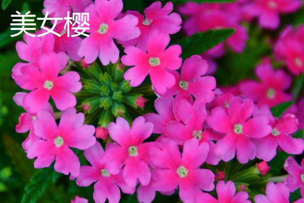 哪些花卉播种后可以快速开放，常见蝴蝶兰、美女樱、太阳花等品种