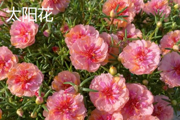 哪些花卉播种后可以快速开放，常见蝴蝶兰、美女樱、太阳花等品种