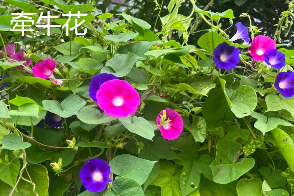 哪些花卉播种后可以快速开放，常见蝴蝶兰、美女樱、太阳花等品种