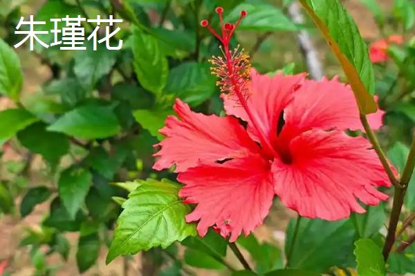 哪些花卉播种后可以快速开放，常见蝴蝶兰、美女樱、太阳花等品种