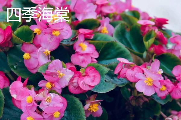 哪些花卉播种后可以快速开放，常见蝴蝶兰、美女樱、太阳花等品种