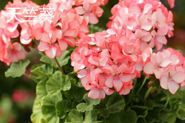 哪些花卉播种后可以快速开放，常见蝴蝶兰、美女樱、太阳花等品种