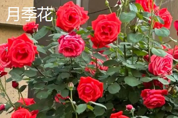 哪些花卉播种后可以快速开放，常见蝴蝶兰、美女樱、太阳花等品种