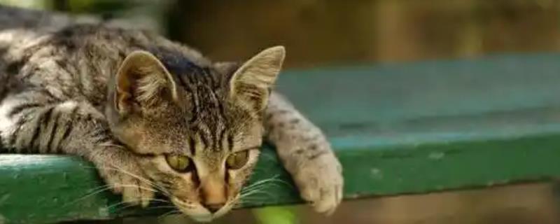 猫咪会不会失眠，在身体不适、环境嘈杂等情况下会失眠