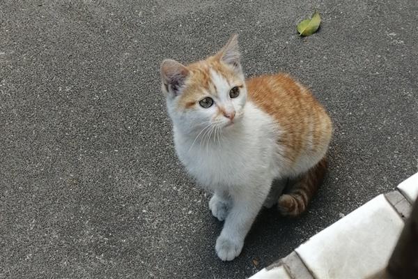猫咪会不会失眠，在身体不适、环境嘈杂等情况下会失眠