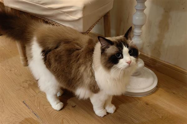 猫咪会不会失眠，在身体不适、环境嘈杂等情况下会失眠