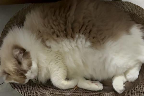猫咪会不会失眠，在身体不适、环境嘈杂等情况下会失眠