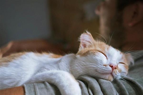 猫咪会不会失眠，在身体不适、环境嘈杂等情况下会失眠