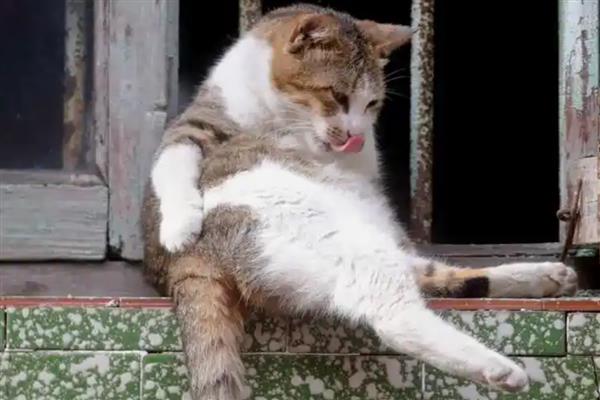 猫咪会不会失眠，在身体不适、环境嘈杂等情况下会失眠