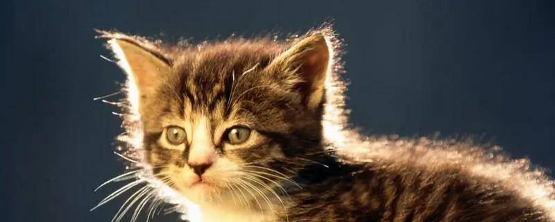 猫的阴囊为什么会变黑，可能是色素沉积、患有阴囊炎等因素所致