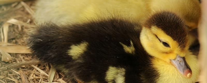 小鹅啄毛会死吗,啄毛之后是不会死的