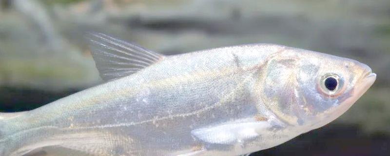 鲢鱼可以长多大，常见个体一般5-10千克