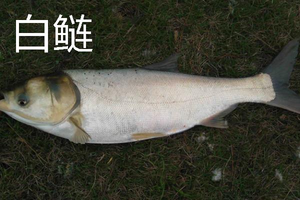 鲢鱼可以长多大，常见个体一般5-10千克