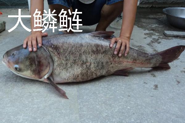 鲢鱼可以长多大，常见个体一般5-10千克