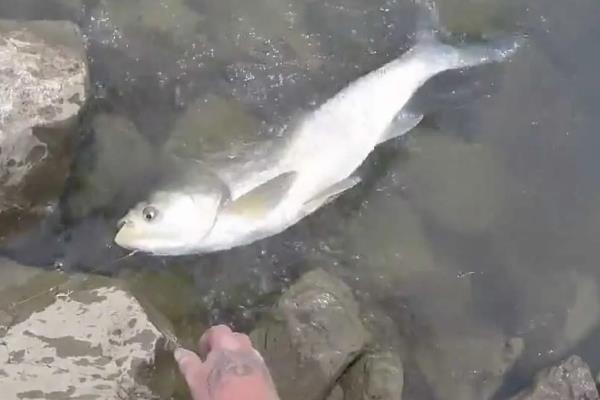 鲢鱼可以长多大，常见个体一般5-10千克