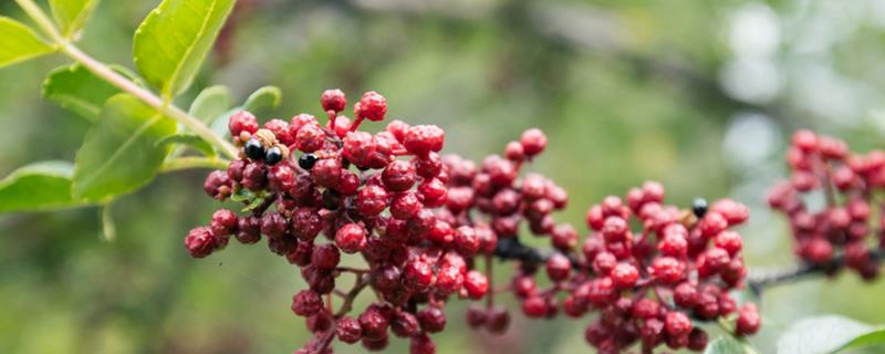 花椒树7月份能修剪吗，能修剪但只能轻剪