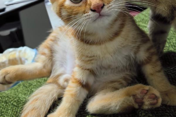 猫的阴囊为什么会变黑，可能是色素沉积、患有阴囊炎等因素所致
