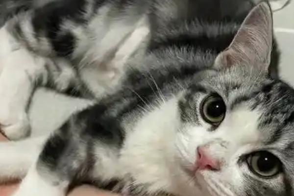 猫的阴囊为什么会变黑，可能是色素沉积、患有阴囊炎等因素所致