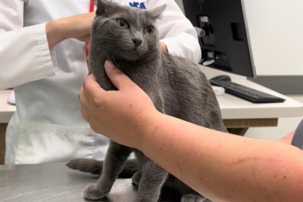 猫的阴囊为什么会变黑，可能是色素沉积、患有阴囊炎等因素所致