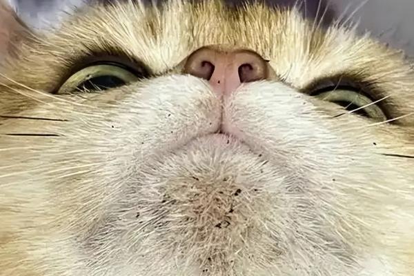 猫的阴囊为什么会变黑，可能是色素沉积、患有阴囊炎等因素所致