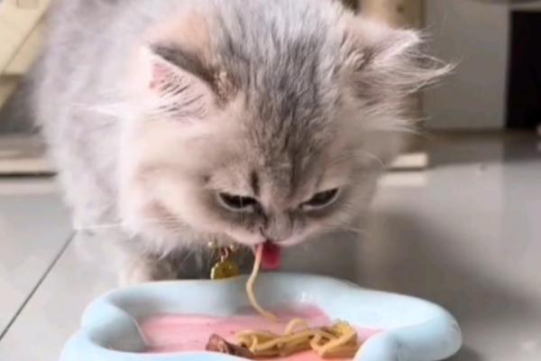 猫的阴囊为什么会变黑，可能是色素沉积、患有阴囊炎等因素所致