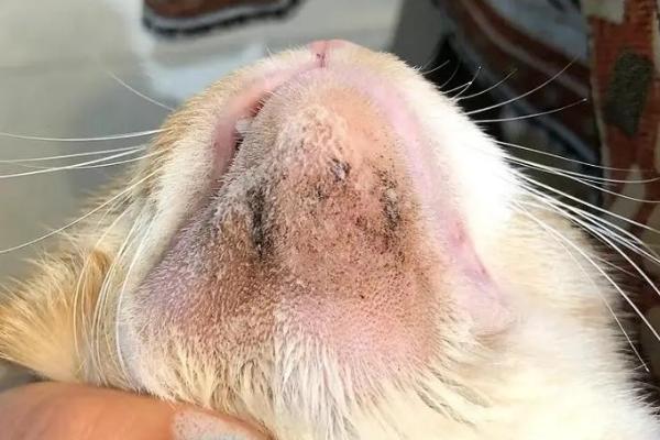 猫的阴囊为什么会变黑，可能是色素沉积、患有阴囊炎等因素所致