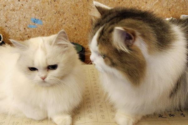 猫的阴囊为什么会变黑，可能是色素沉积、患有阴囊炎等因素所致