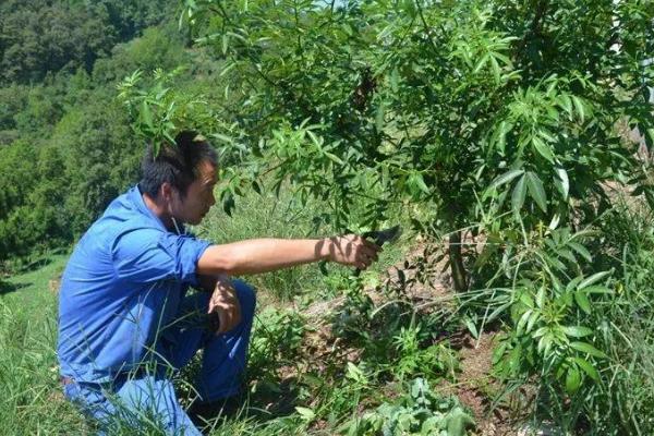 花椒树7月份能修剪吗,能修剪但只能轻剪