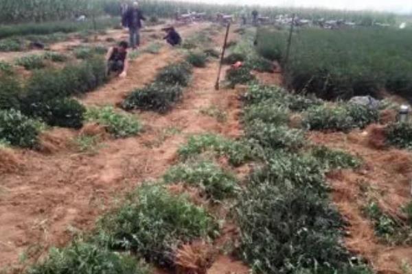 花椒树7月份能修剪吗,能修剪但只能轻剪