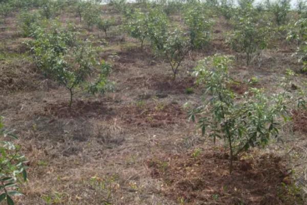 花椒树7月份能修剪吗,能修剪但只能轻剪