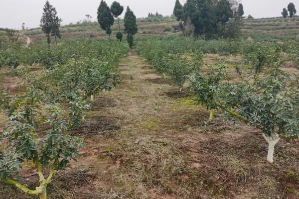 花椒树7月份能修剪吗,能修剪但只能轻剪