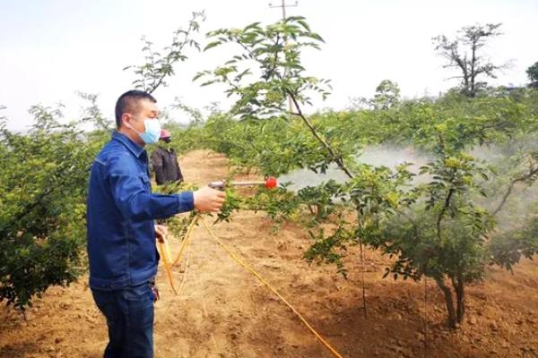 花椒树7月份能修剪吗,能修剪但只能轻剪