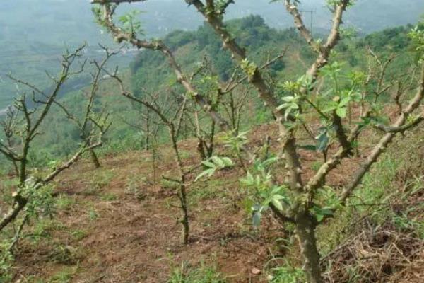 花椒树7月份能修剪吗,能修剪但只能轻剪