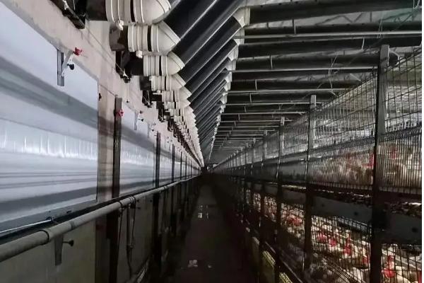 大鹅是什么，是一种食草类的家禽