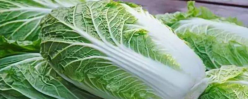怎样挑选白菜,选择皮薄且棵小的