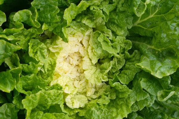 怎样挑选白菜,选择皮薄且棵小的