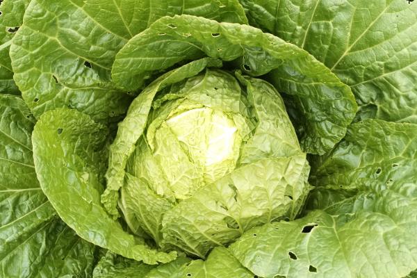 怎样挑选白菜,选择皮薄且棵小的