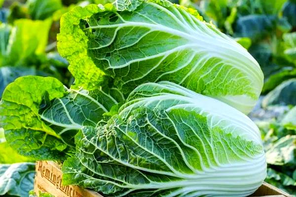 怎样挑选白菜,选择皮薄且棵小的