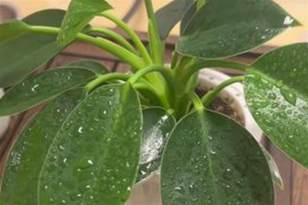 金钻一盆养几株合适，一盆栽种三株最为适宜
