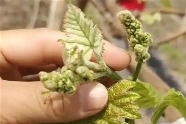 葡萄有哪些施肥误区，新根尚未长出就施肥是错误选择