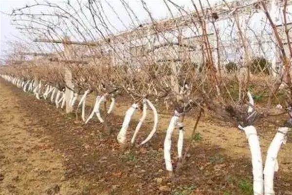 葡萄有哪些施肥误区，新根尚未长出就施肥是错误选择