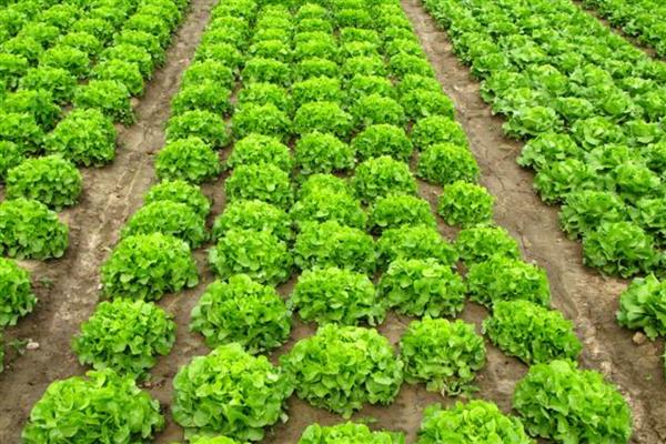 夏季适合种什么菜，可以选择生菜、黄瓜等