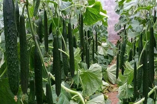 夏季适合种什么菜，可以选择生菜、黄瓜等