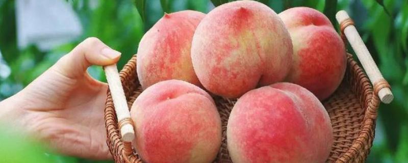 龙泉驿水蜜桃的品质,果形圆而不正