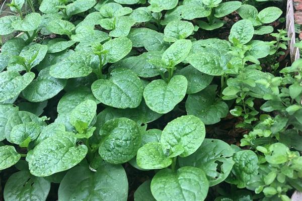 夏季适合种什么菜，可以选择生菜、黄瓜等