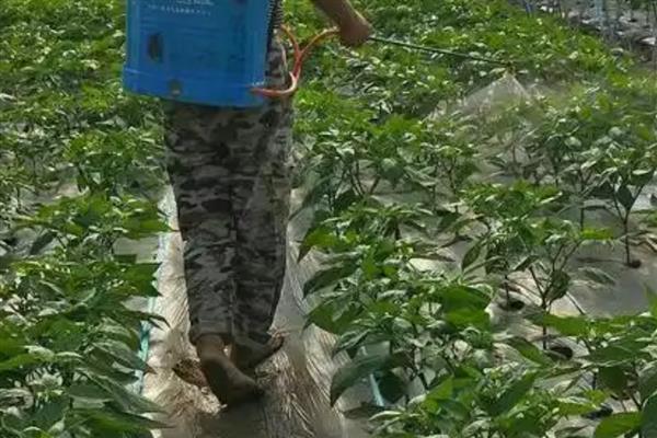 辣椒为什么会死苗，主要病菌侵染等因素造成